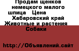 Продам щенков немецкого малого шпица › Цена ­ 25 000 - Хабаровский край Животные и растения » Собаки   
